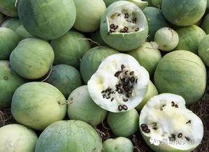 普洱贡瓜怎么吃最好,解锁美味新境界