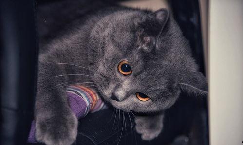 明星抱蓝猫,萌宠相伴，幸福满溢