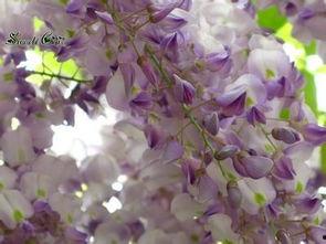 今日头条紫藤图片下载,今日头条图片下载背后的故事