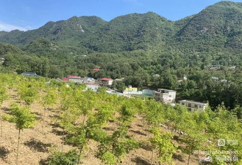 山阳县天竺山镇头条,乡村振兴新篇章，天竺山魅力绽放