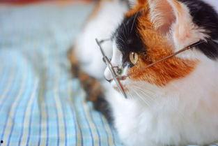 花猫咪吃瓜,花猫咪的瓜界探险记